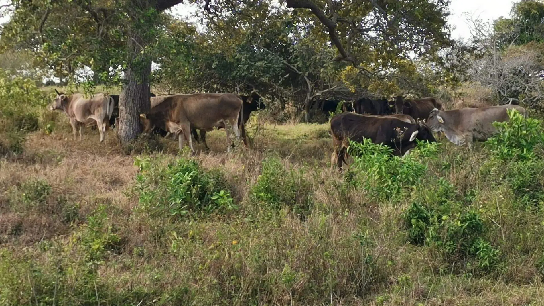 Pobladores señalan que los cazadores furtivos probablemente tengan que ver con los robos de ganado en Tampico Alto